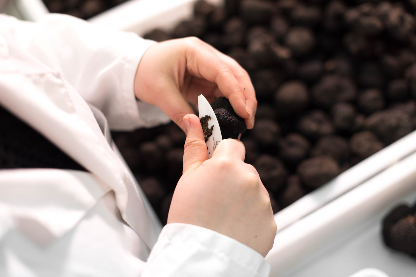 Fresh Black Summer Truffle T.Aestivum