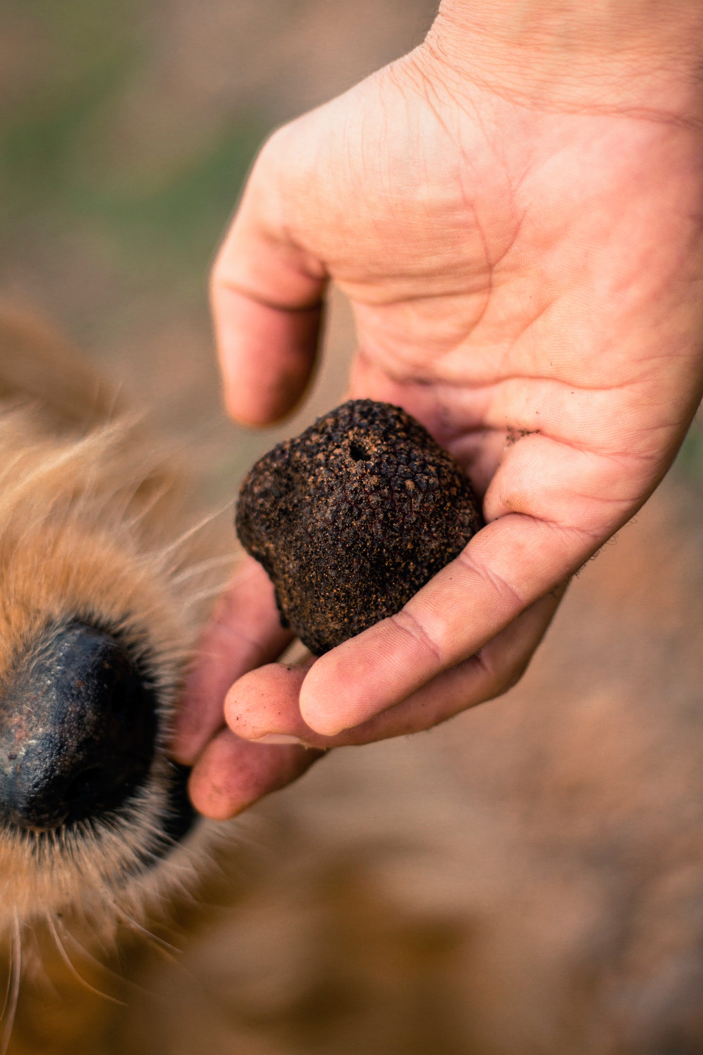 Fresh Black Summer Truffle T.Aestivum